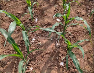 Applicateur d'engrais agricole Applicateur d'engrais pour maïs agricole Matériel et outils agricoles manuels Applicateur d'engrais - Product Image 5