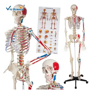 Painted Human Skeleton Model 176cm vivid life size human skeleton model