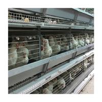 Cages de batterie automatisées de poulet de pondeuse d'équipement de ferme avicole d'automatisation Offre Spéciale pour le Kenya
