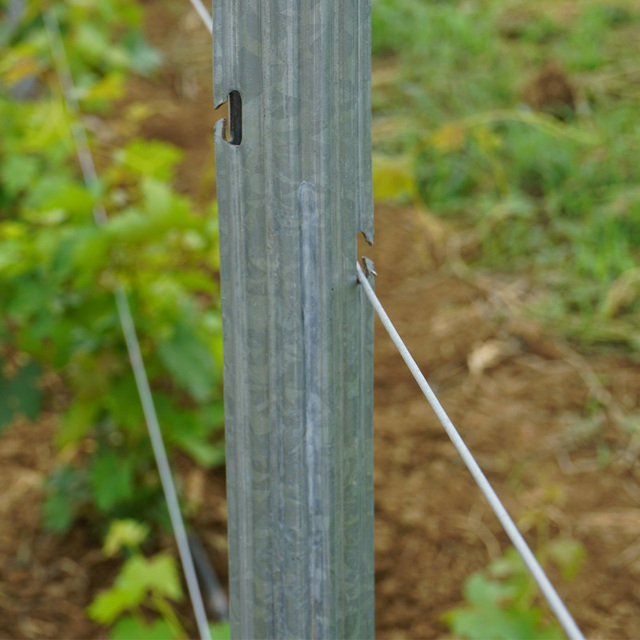Heavy Duty Hot Dipped Galvanized Steel Grape Stake Y/T Post Design Long-Term Heat Treated Wood Vineyard Trellis System Support