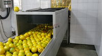Machine d'extraction d'huile essentielle, pelée de jus citron Orange de haute qualité 1 pièce, pour la fabrication de Production de plantes en ligne