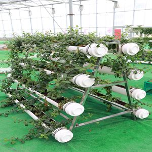 Tự động dâu tây phát triển hệ thống thủy canh nhà kính chi phí thấp - Product Image 4