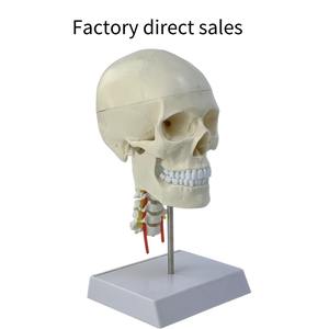 脳神経科教育医学のための頸椎を持つ1:1頭蓋脳解剖モデル人間の頭蓋骨 - Product Image 4