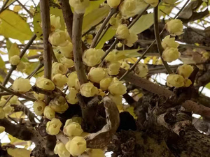Flores Secas Enteras de Color Amarillo Verdadero de <span class=keywords><strong>Chimonanthus</strong></span> Praecox, Capullos de Flores para Té - Product Image 4