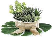 16 Buah Sukulen Tanaman Kaktus Sukulen, Pot Kaktus Sukulen Korea Mini Grosir