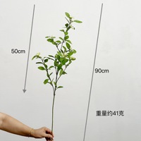 Dedaunan Tanaman Buatan, Daun Buah Peri Islandia, Daun Eucalyptus, Pembuatan Lanskap Tanaman Evergreen Nordik
