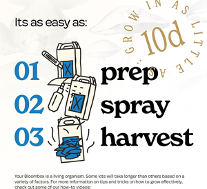 Kit de culture de champignons fonctionnels, kit de jardinage hydroponique de champignons, kit de culture de champignons de culture biologique, kit de culture de champignons de culture biologique - Product Image 2