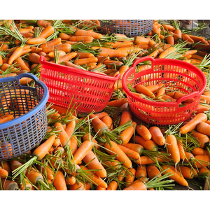 Livraison rapide de légumes et de boissons frais et biologiques de carottes vietnamiennes avec un excellent service après-vente - Product Image 5