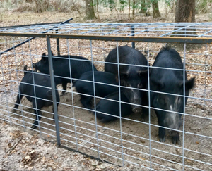 <span class=keywords><strong>Cage</strong></span> de contrôle des animaux <span class=keywords><strong>à</strong></span> filet pour chasse, <span class=keywords><strong>cage</strong></span> anti-renne, grand Animal, cochon, hippopotame de loup, pour vente - Product Image 6