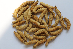 อาหารแห้งฟรีซดรายจากตัวอ่อนหนอนไหม 100% จากธรรมชาติ โปรตีนสูง สำหรับสัตว์พันธุ์เล็ก เป็นมิตรต่อสิ่งแวดล้อม บำรุงสุขภาพผิวหนังและขนด้วยสารสกัดจากหนังปลา - Product Image 5