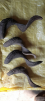 Corne de mouton véritable ou de Ram, de haute qualité, vente directe au détail, décoratif pour la maison, livraison directe