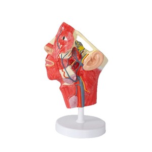 Modèle de crâne humain avec muscles, nerfs et vaisseaux sanguins ; anatomie faciale ; modèle de nerf facial en demi-section humaine - Product Image 4