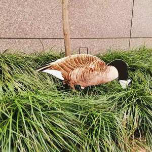 Señuelo de ganso y pato de caza, doble cara, con Estaca de metal