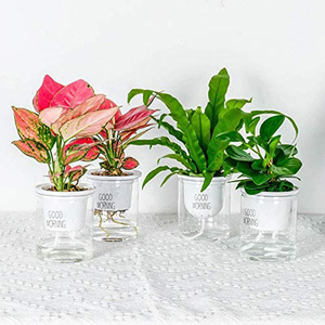 Maceta Autorriego para Dropshipping, Macetero Transparente de Plástico con Riego Automático y Mecha para Suculentas, Hierbas y Violetas Africanas - Product Image 2