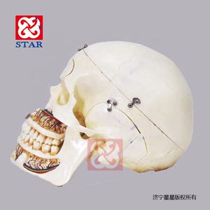 Natuurlijke Grootte Schedel Model Met Zenuw Tanden <span class=keywords><strong>Sinus</strong></span> Voor Demonstratie - Product Image 5