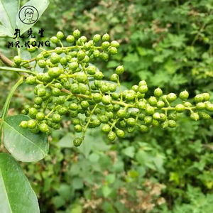 Pimienta verde de <span class=keywords><strong>Sichuan</strong></span> Calidad Especias Hierbas Condimetns Condimentos Pimienta de montaña - Product Image 5