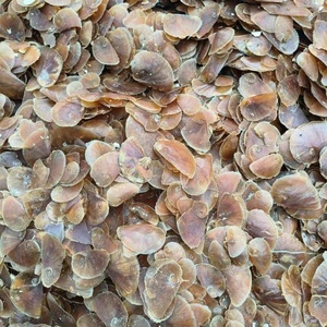 Conchiglia di Conca Marina Naturale ad Alta Purezza per Fragranze al Muschio - Product Image 5