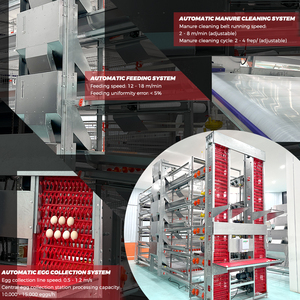 Equipo Avícola Automático Tipo H, Jaulas de Alimentación para Cría de Pollos, Sistema de Baterías para Gallinas Ponedoras Tipo H - Product Image 5