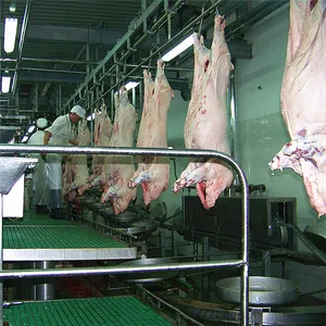 Complete Sow Slaughterhouse Equipment For Pork Butcher Abattoir Meat Process Plant