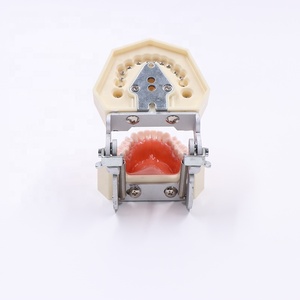 Actory Price-modelo de práctica dental, modelo de dientes desmontables - Product Image 4