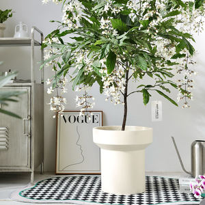 Venta al por mayor, sala de estar, jardín, balcón, planta decorativa, jardineras de cemento mate, maceta de hormigón suculenta - Product Image 3