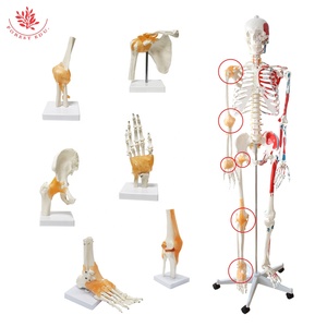 Modelo de esqueleto humano de tamaño real, suministros educativos de 176cm con medio músculo y medio ligamento, dibujado a mano preciso - Product Image 2