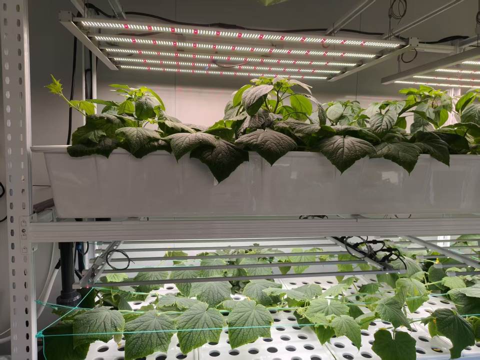 Reinfa Container: Mobile Racks | Drip Nutrient Irrigation | Fruit ...