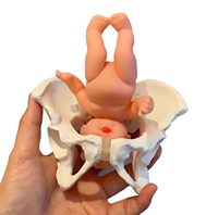 Modelo de Pelvis Femenina Miniatura Móvil para Ciencias Médicas, Rehabilitación Postparto, Recurso de Enseñanza del Esqueleto Humano, Yulin CE/ISO