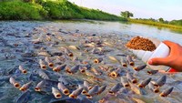 Additif DMPT pour appâts de pêche : Déclenche une alimentation frénétique et des morsures agressives – Attractant ultime à double action pour l'aquaculture et la pêche