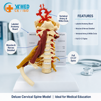 Modelo de Columna Cervical Humana con Músculos y Nervios, 7 Vértebras, Estructura Anatómica del Cuello para Entrenamiento Quiropráctico