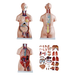 XC-208 модель туловища человека 85 см двойной Секс туловище 40 частей - Product Image 6