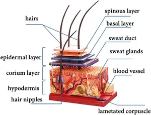 Modelo de anatomía, modelo de piel y cabello humano, modelo anatómico de 18 partes para ciencia, aula, estudio, exhibición, enseñanza