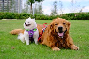 Truelove Großhandel Modisches Zugfreies Verstellbares Luxus-Hundegeschirr Reflektierendes Hochwertiges Haustierzubehör Haustierprodukt-Distributor - Product Image 5