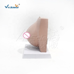 Modelo de anatomía mamaria femenina en reposo y lactancia, modelo de estructura de seno para enseñanza médica en ginecología y cirugía estética - Product Image 5