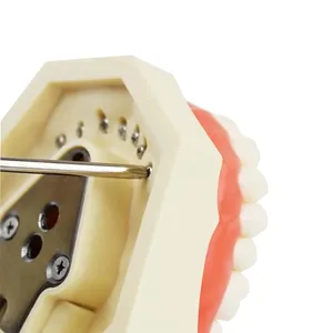Modelo de Demostración Dental Desmontable de 28 Dientes de PVC Ecológico, Multiusos, Articulado, para Anatomía y Blanqueamiento - Product Image 5