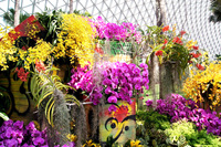 Différentes fleurs, telles que les Phalaenopsis, les orchidées