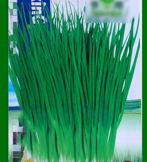 สี่ฤดูหัวหอม-300ชิ้น