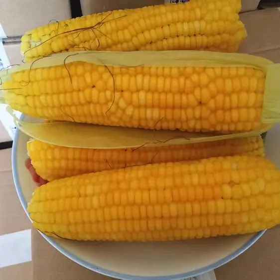 Espiga de milho doce Pronto para Comer Yellow Corn Cob Embalado a vácuo Milho Não OGM Milho Fresco Ceroso Doce
