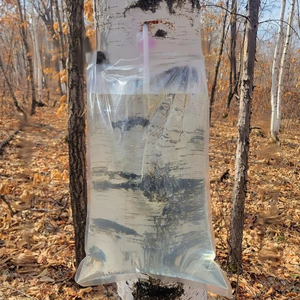 Jugo de <span class=keywords><strong>Savia</strong></span> de Abedul Blanco Puro Natural de Grado Alimenticio 99% Betula Alba Jugo de Abedul Blanco Precio al por Mayor - Product Image 2