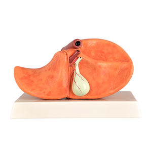 Silikon tıbbi bilim karaciğer modeli Normal alkollü yağlı alkolsüz yağlı karaciğer - Product Image 1