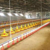 Système d'alimentation automatique pour volailles avec alimentation par chaîne pour élevage de poulets - Vente flash