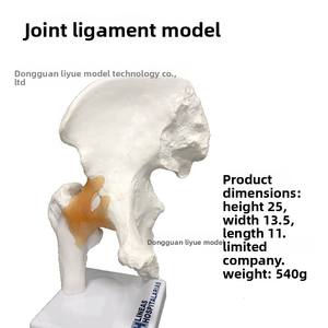 Modelo <span class=keywords><strong>de</strong></span> Articulación <span class=keywords><strong>de</strong></span> Cadera LYS047, Esqueleto Humano, Anatomía, Enseñanza, Ejercicio, Ligamentos, Anatomía, 6 Articulaciones Principales - Product Image 2