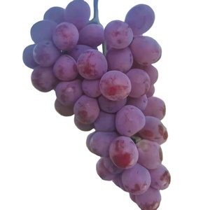 Fruits du raisin naturel en forêt, 2 pièces, égyptien doux, <span class=keywords><strong>de</strong></span> haute qualité - Product Image 1