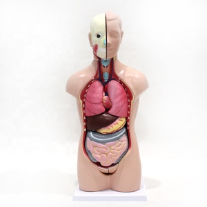 Modello Anatomico di Torso Umano Bipartito da 42 cm con Organi Interni Assemblati per Insegnamento e Dimostrazione Medica - Product Image 1