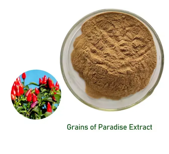 Grains de plantes de haute pureté de l'extrait de paradis 12.5% Paradol