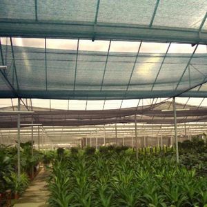 Fournisseurs de filets d'ombrage de haute qualité pour serres, toile d'ombrage agricole <span class=keywords><strong>anti</strong></span>-UV pour plantes - Product Image 5