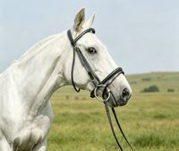 Promotion : Mors équestres personnalisés pour chevaux – Vente en gros d'équipements équestres