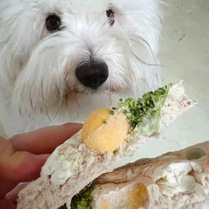 हस्तनिर्मित अनुकूलित फ्रीज-सूखे पालतू जानवरों का इलाज करता है गोमांस कुत्ते बिल्ली स्नैक्स पिज्जा फल समुद्री बकरी दूध का वजन गाल मांस - Product Image 2