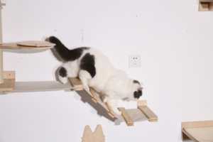 Customized Wooden <strong>Cat</strong> Wall Mounted Shelves Perches Steps <strong>Cat</strong> Hammock Wall <strong>Cat</strong> Climbing Shelves - Product Image 5
