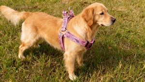 حزام كلاب قابل للفصل صديق للبيئة رائج البيع، قابل للتعديل، ناعم، بلاستيكي، عصري، رياضي، بدون سحب، بنمط صلب، خطاف وحلقة ذهبي وردي - Product Image 4